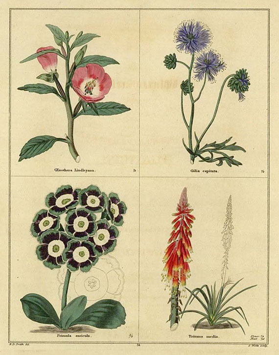Benjamin Maund - Botanic Garden. Bd. V. 1829.