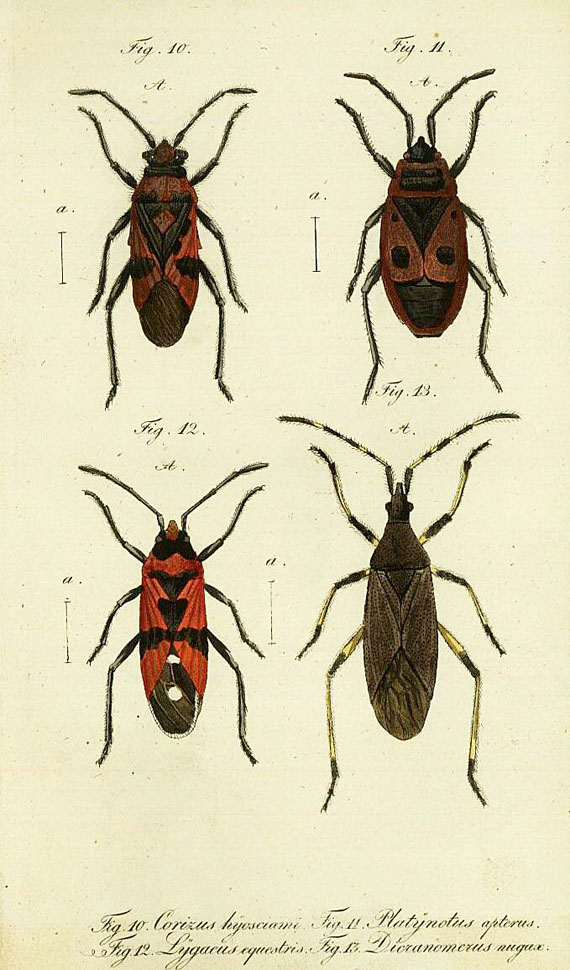 Christian Wilhelm Hahn - Kupfer zu Hahn`s ...Insekten. 1831-53