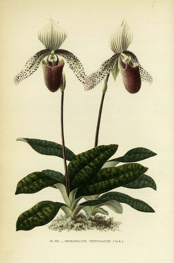 Paul Emil de Puydt - Les orchidées. 1880