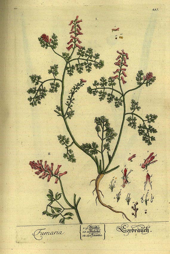 Elisabeth Blackwell - Herbarium. 3. Bd. (1757)