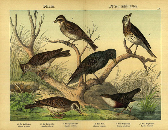 Gotthilf Heinr. von Schubert - Naturgeschichte des Tierreichs. 1886