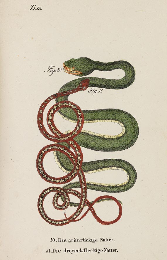 Naturgeschichte in getreuen Abbildungen - Die Naturgeschichte. 1831-1842. 6 Bde.