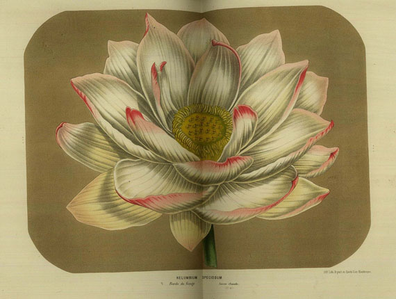   - Flore des serres, Bd. III (1847)