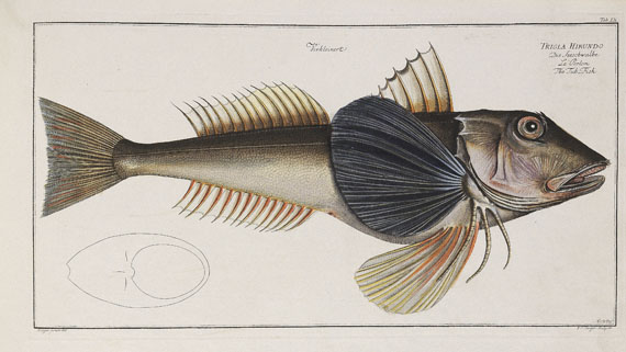 Marcus Elieser Bloch - Oecon. Naturgeschichte der Fische/d. ausländ. Fische. 5 Text- u. 4 Tafelbde. Zus. 9 Bde. 1782-87. - 