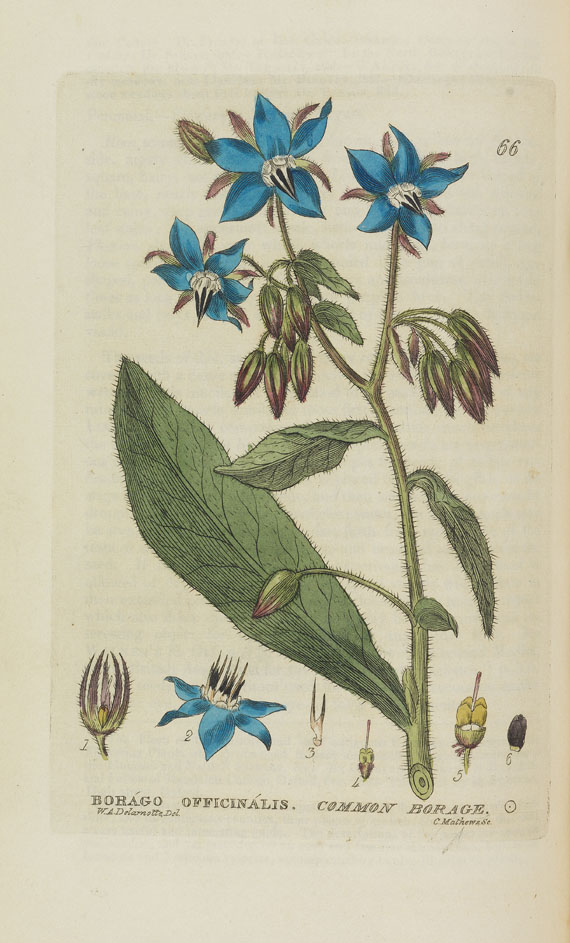 William Baxter - British phaenogamous botany. 2 Bde. 1834f.