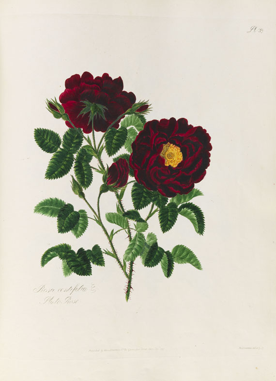 Mary Lawrance - A collection of roses. 1799. - 
