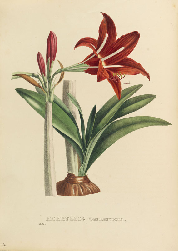 Pierre Corneille van Geel - Flore des serres et jardins. 6 Bde. 1834