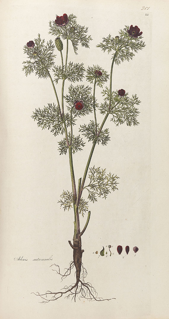 William Curtis - Flora Londinensis. 2 Bde. 1775-1798.