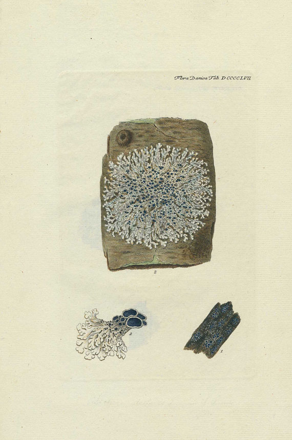 Flora Danica - Flora Danica. 1766-80
