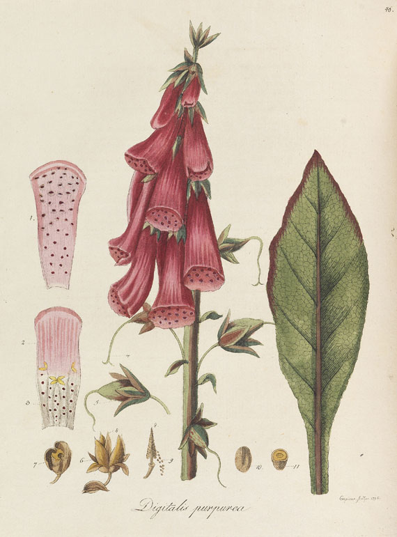Friedrich Dreves - Botanisches Bilderbuch für die Jugend. 4 Bde. + 6 Hefte. 1794-1801