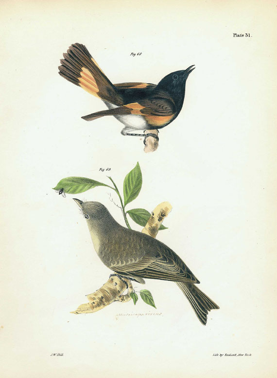 James Ellswoth De Kay - Zoology of New-York. 1843