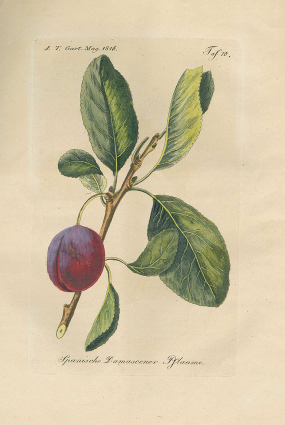   - Garten-Magazin und Gartenzeitschrift. 9 Bde. 1794-1826