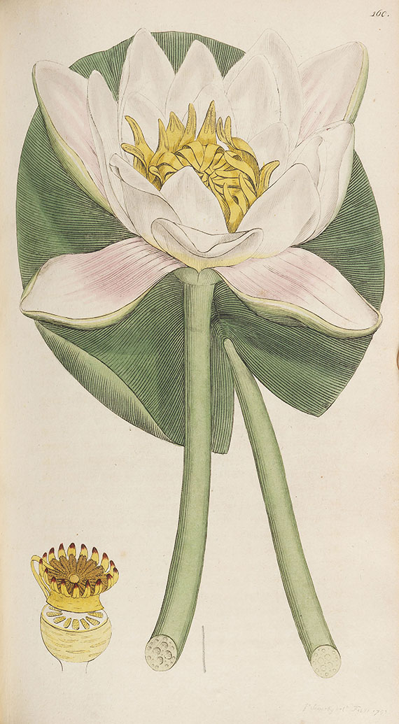 James Sowerby - English-Botany. 12 Bde. + Index 1790-1801