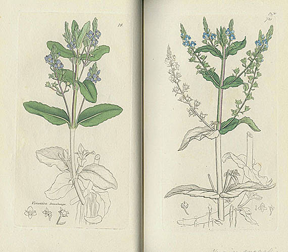 James Sowerby - English botany. 1832-42. 8 Bde.