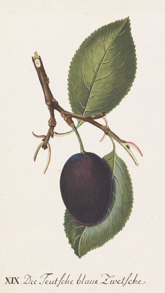  Obst - 64 Bll. Früchte (Sickler-Aquarelle, Weinmann etc.) - 