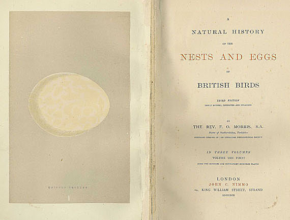 William Chapman Hewitson - Nests and eggs of British birds. 3 Bde. Dabei: Eggs of British Birds. 2 Bde. + Mudie, Feathered Tribes. 2 Bde. + History of British Birds. 8 Bde.