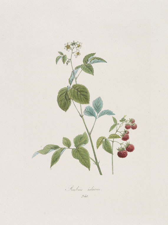 Franz de Paula von Schrank - Flora Monacensis. Bände 2-4 in 3 Bänden - 