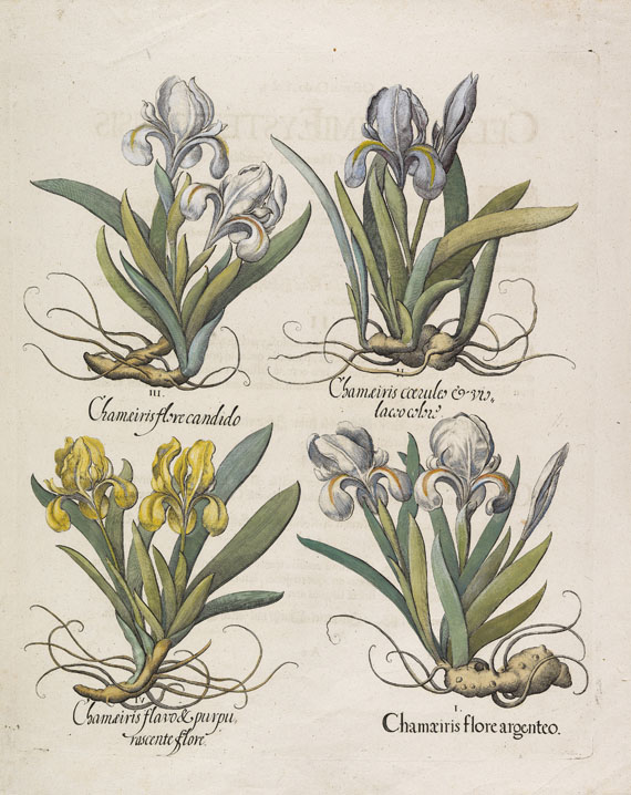 Besler - 4 Kupferstiche (Chamaeis/Ocimum/Primula/Sparganium)