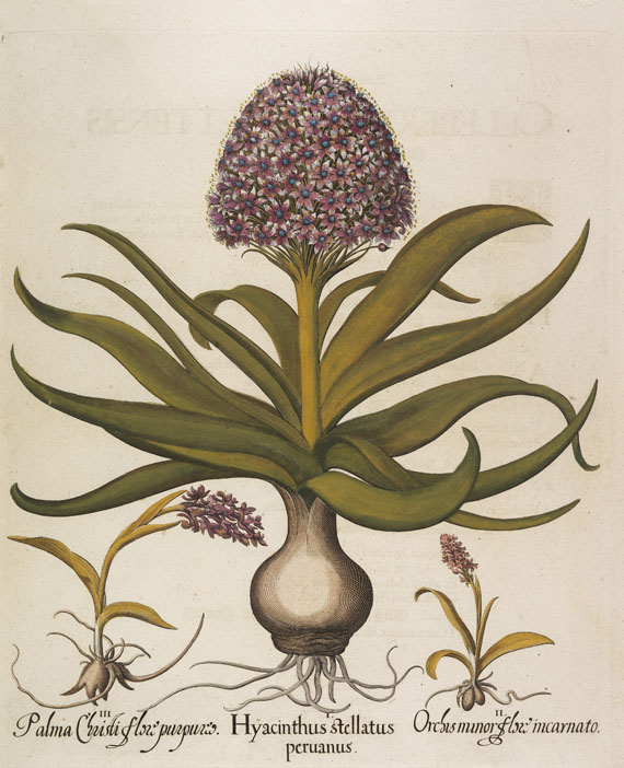 Besler - 4 Kupferstiche (Hyacinthus stellata/bistorta major/Hornium/Aquilegia)