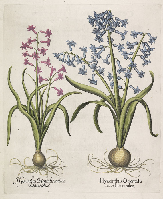 Besler - 4 Kupferstiche (Hyacinthus orientalis/Helenium/Eryngium/Tussilago)