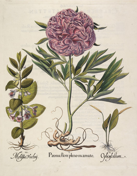 Besler - 4 Kupferstiche (Paeonia flore pleno/Iris bulbosa/Tripolium/Arba Judea)