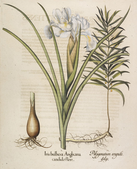Besler - 4 Kupferstiche (Iris bulbosa Anglicana/Ligustum/Alcea/Staphylodendron)