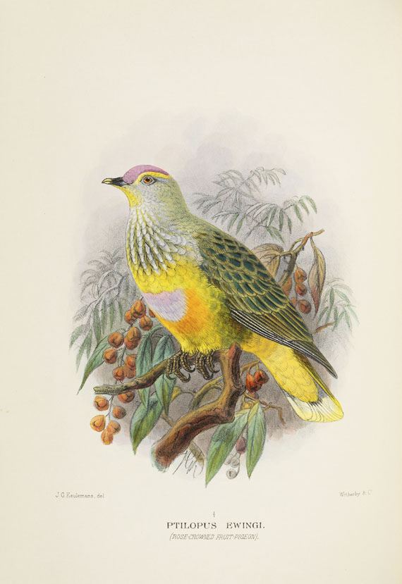 Gregory McAlister Mathews - Birds of Australia. 12 Bände - 