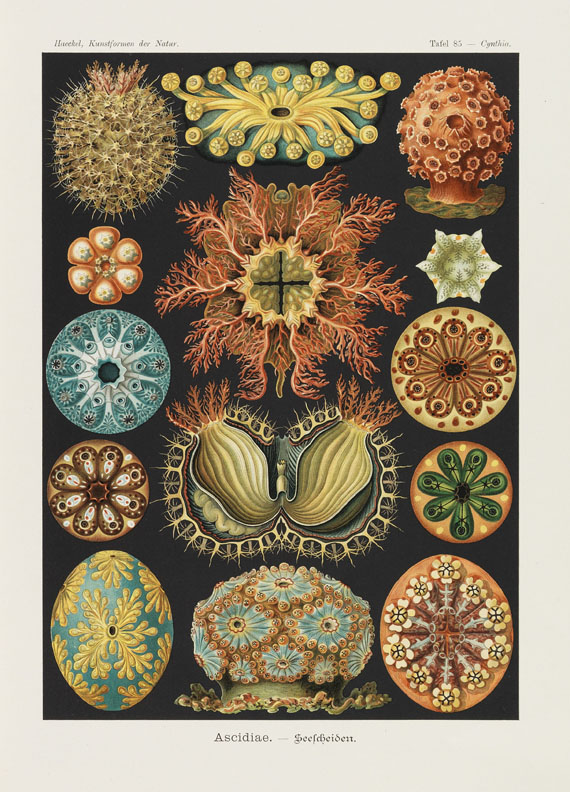 Ernst Haeckel - Kunst-Formen der Natur, 11 Lieferungen in 2 Mappen - 