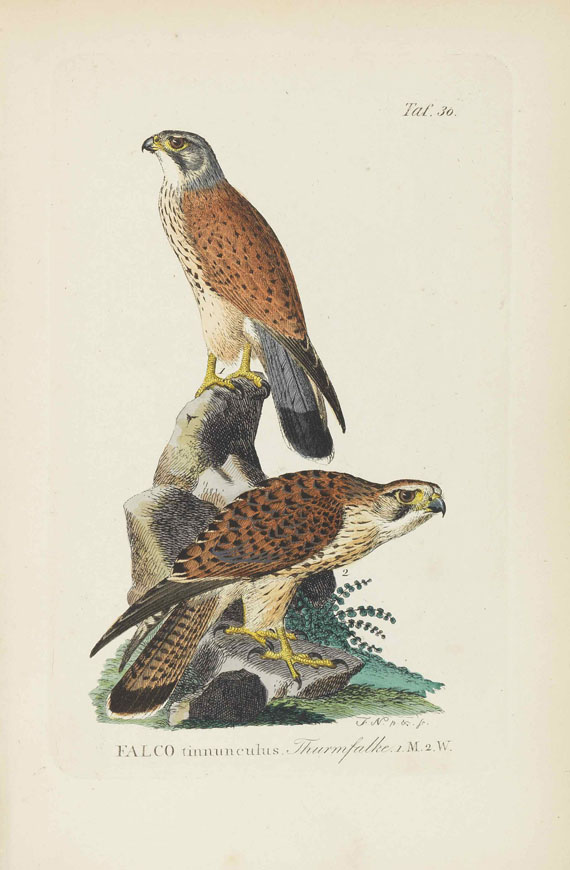 Johann Andreas Naumann - Naumanns Naturgeschichte der Vögel. 15 Bände