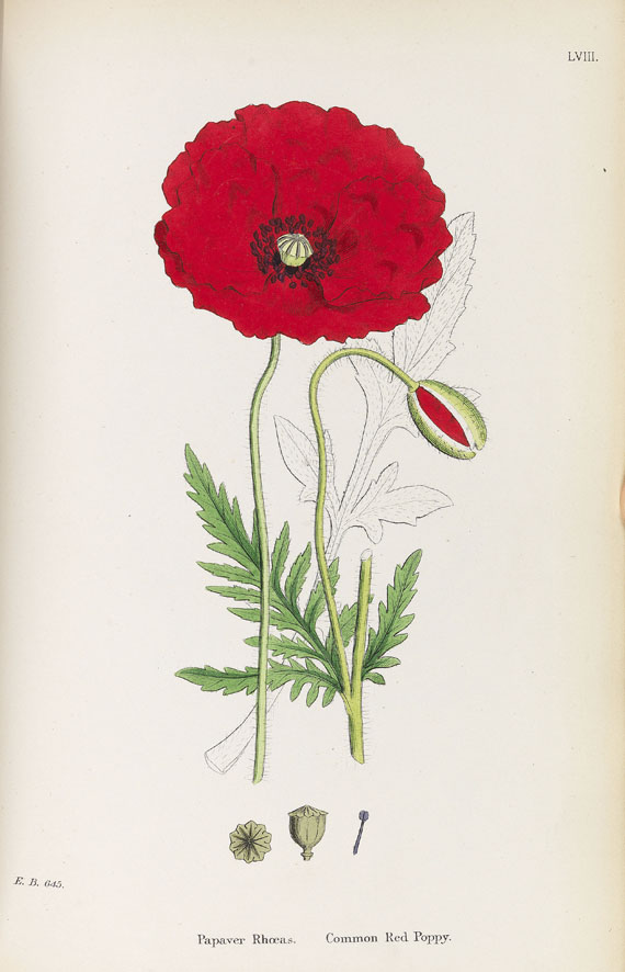 James Sowerby - English Botany. 11 Bände