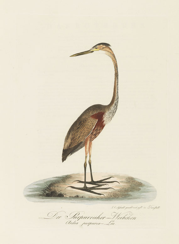 Johann Conrad Susemihl - Teutsche Ornithologie - 