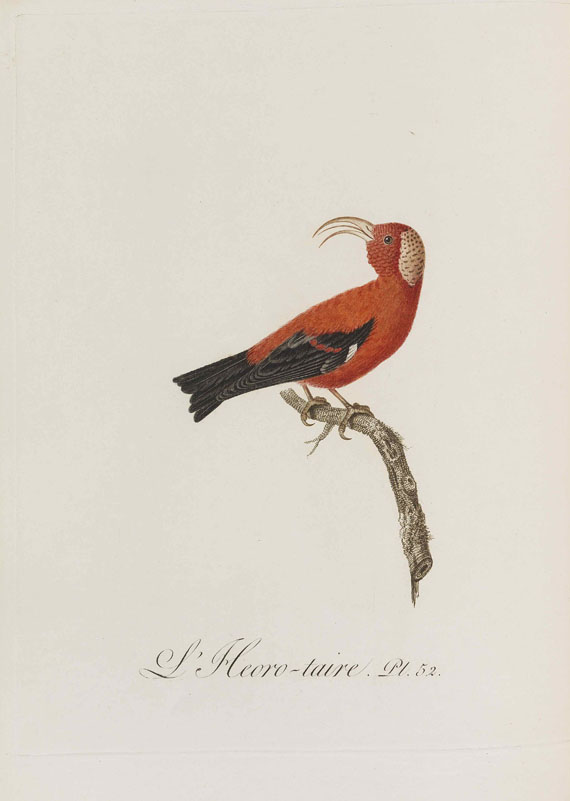 Jean Baptiste Audebert - Oiseaux dorés