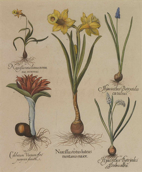 Besler - 4 Bll.: Scabiosa / Valeriana / Paeonia / Narcissus. Aus "Hortus Eystettensis"