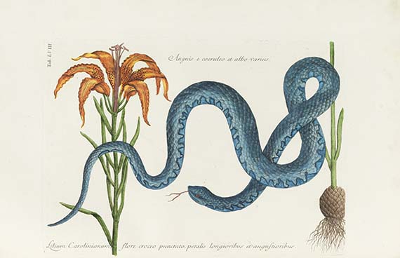 Mark Catesby - Piscium serpentum insectorum - 