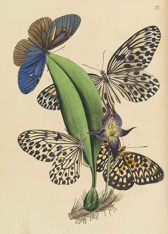 John Obadjah Westwood - The Cabinet of Oriental Entomology - 