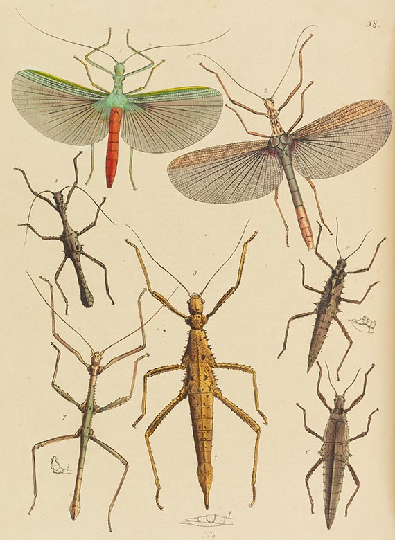 John Obadjah Westwood - The Cabinet of Oriental Entomology - 