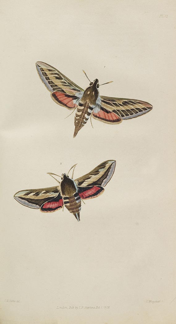 James Francis Stephens - Illustrations of British Entomology - 
