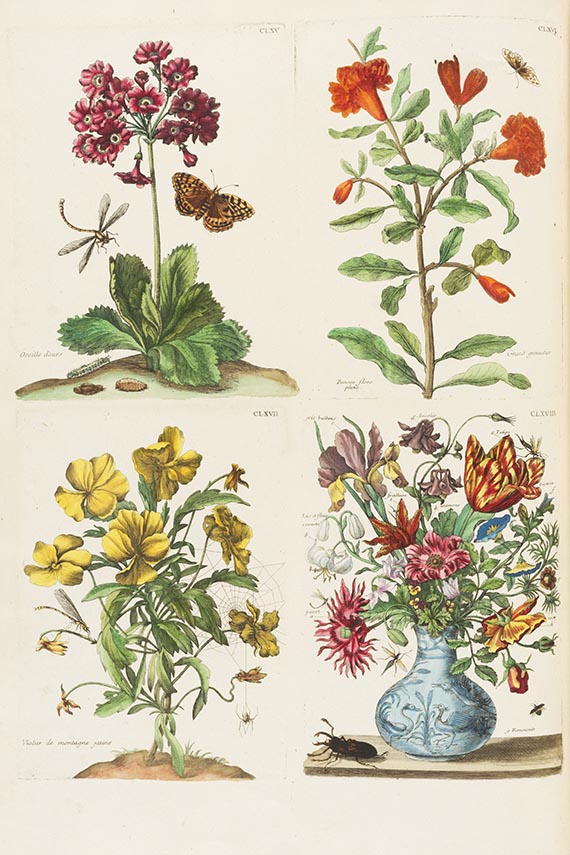 Maria Sibylla Merian - Histoire generale des insectes Surinam. Band II (von 3): Europe - 