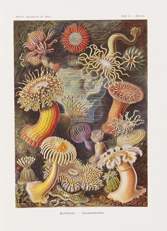 Ernst Haeckel - Kunstformen der Natur. 2 Kassetten - 