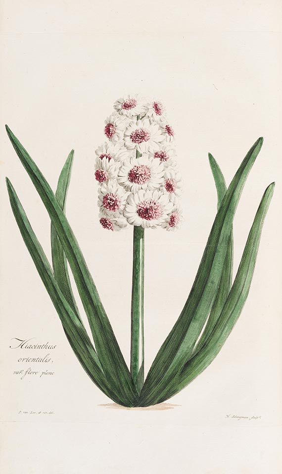 Carl Gottfried Voorhelm Schneevoogt - Icones Plantarum Rariorum - 