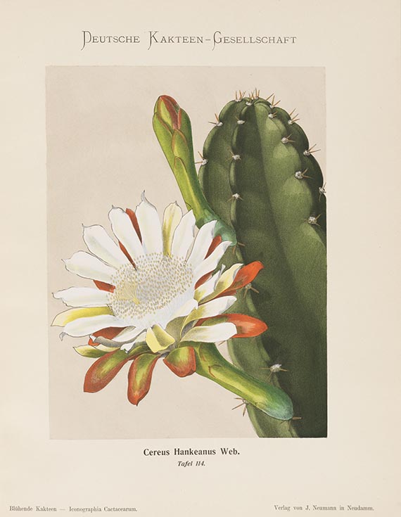 Karl Schumann - Blühende Kakteen. Bd. II+III