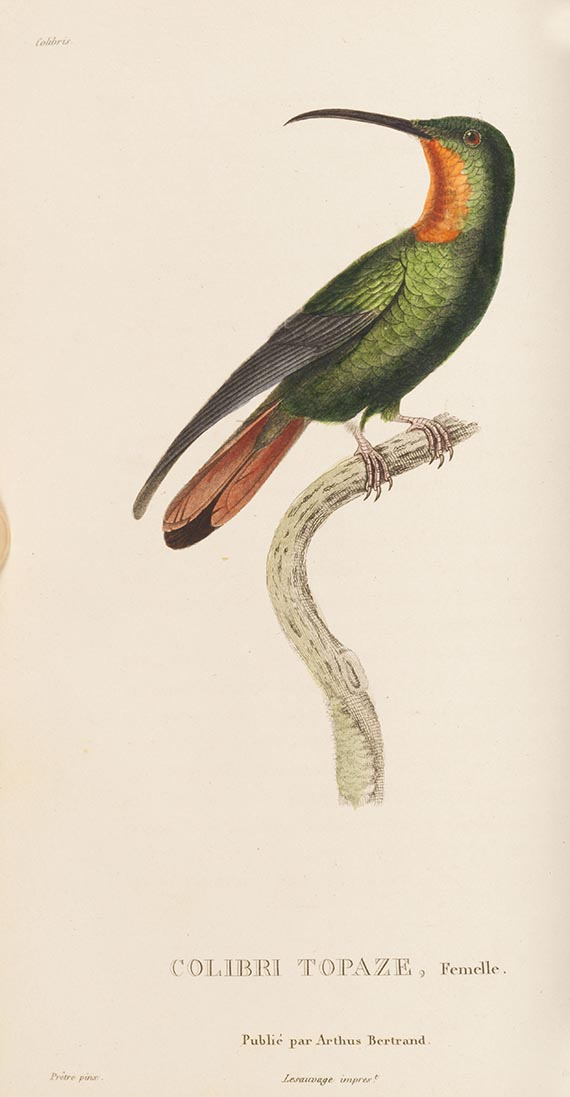 Réne-Primevère Lesson - Histoire naturelle des colibris, suivie d'un supplement (&) Les trochilidées, 2 Werke