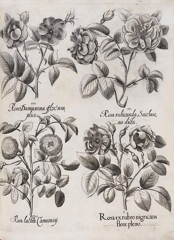 Basilius Besler - Hortus Eystettensis. Verlagseinband - 