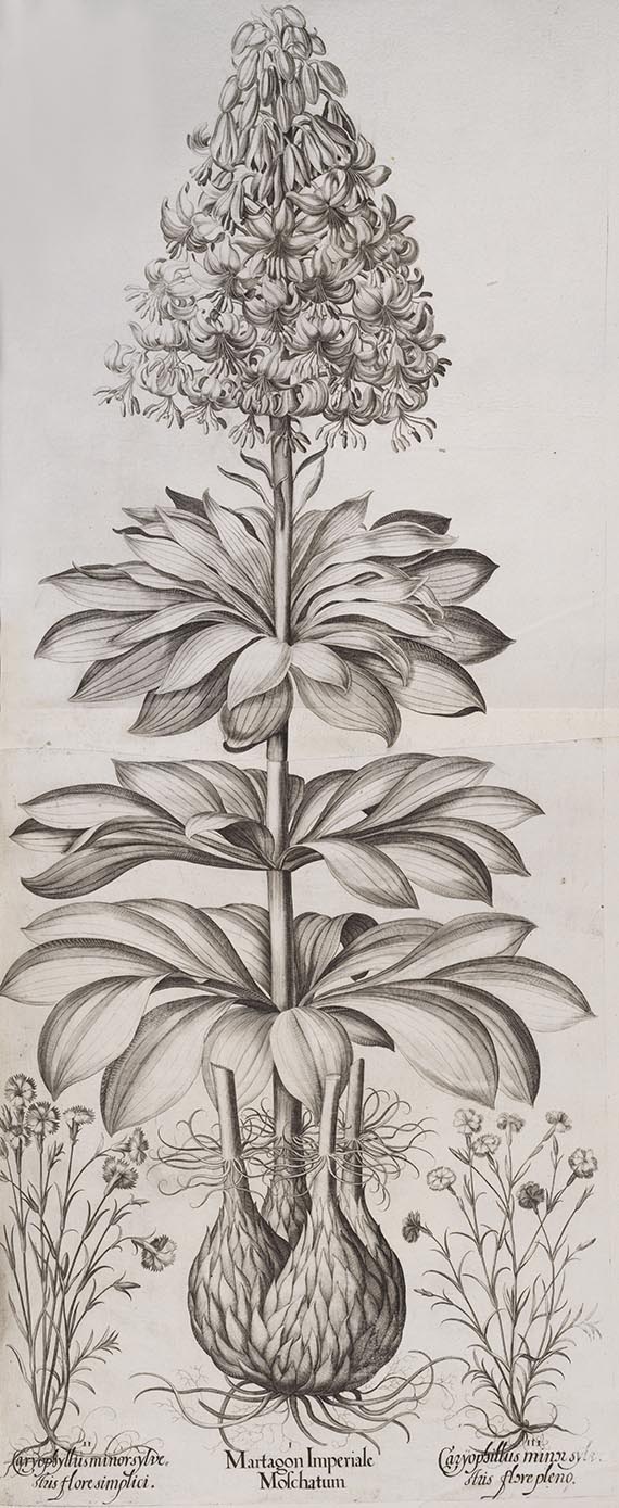 Basilius Besler - Hortus Eystettensis. Verlagseinband - 