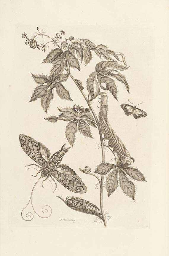 Maria Sibylla Merian - Surinaamsche Insecten (&) Europische Insecten - 