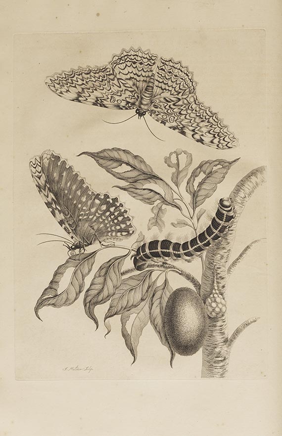 Maria Sibylla Merian - Surinaamsche Insecten (&) Europische Insecten