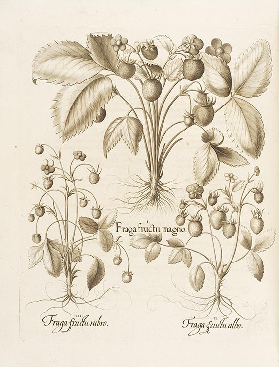 Basilius Besler - Hortus Eystettensis. 2 Bände - 