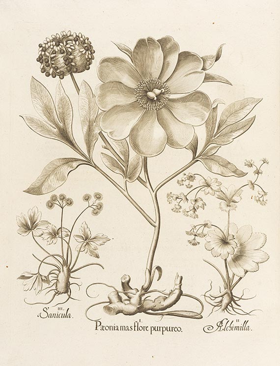 Basilius Besler - Hortus Eystettensis. 2 Bände - 