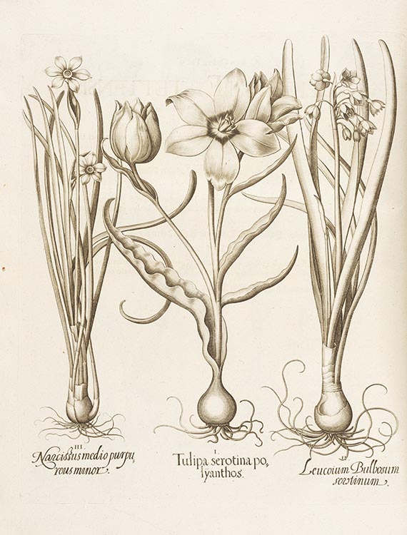 Basilius Besler - Hortus Eystettensis. 2 Bände - 