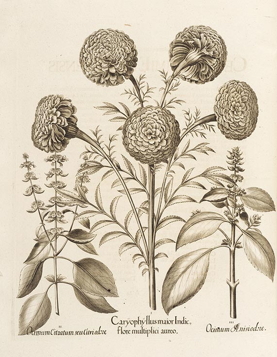 Basilius Besler - Hortus Eystettensis. 2 Bände - 